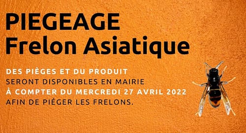Lire la suite à propos de l’article Piégeage frelons asiatiques